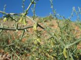 Asparagus breslerianus