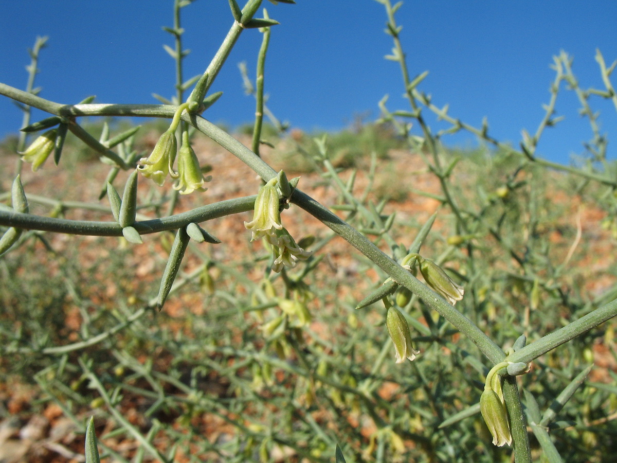 Image of Asparagus breslerianus specimen.