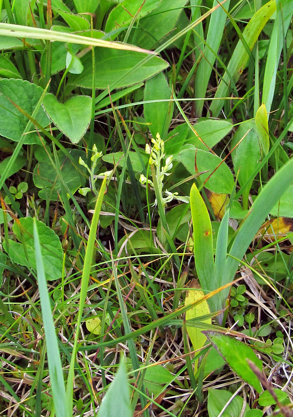 Изображение особи Listera convallarioides.