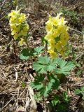 Corydalis bracteata