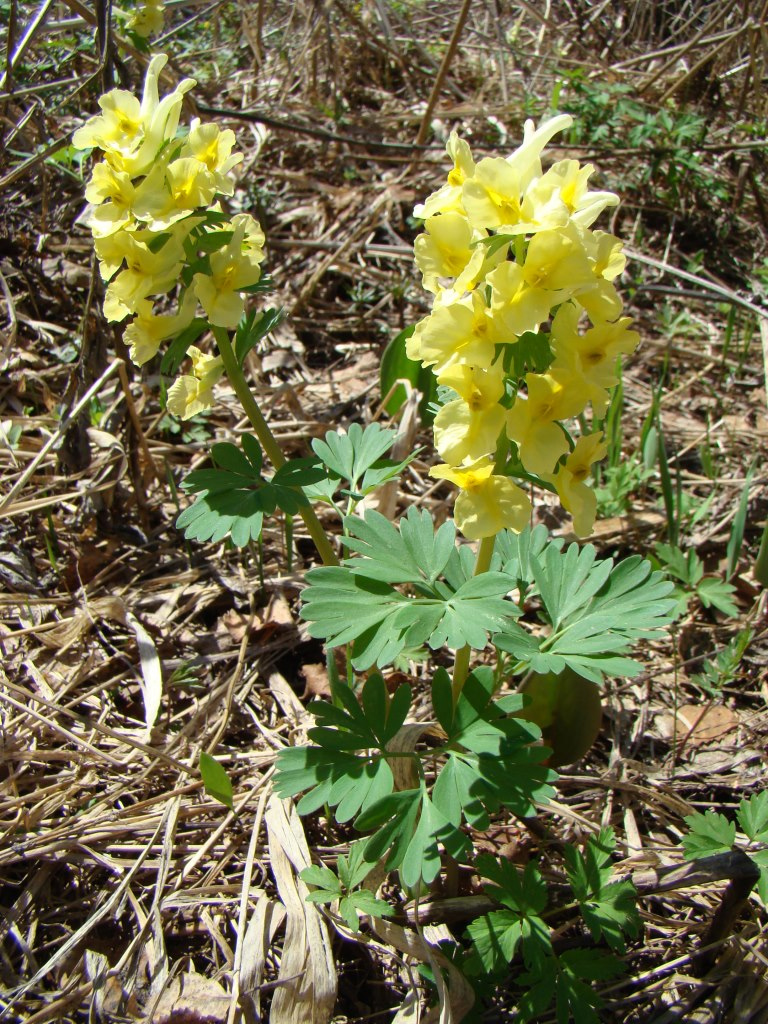 Image of Corydalis bracteata specimen.