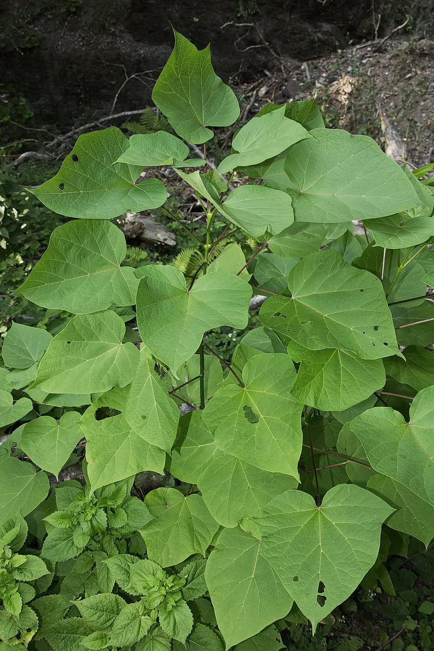 Image of Paulownia tomentosa specimen.