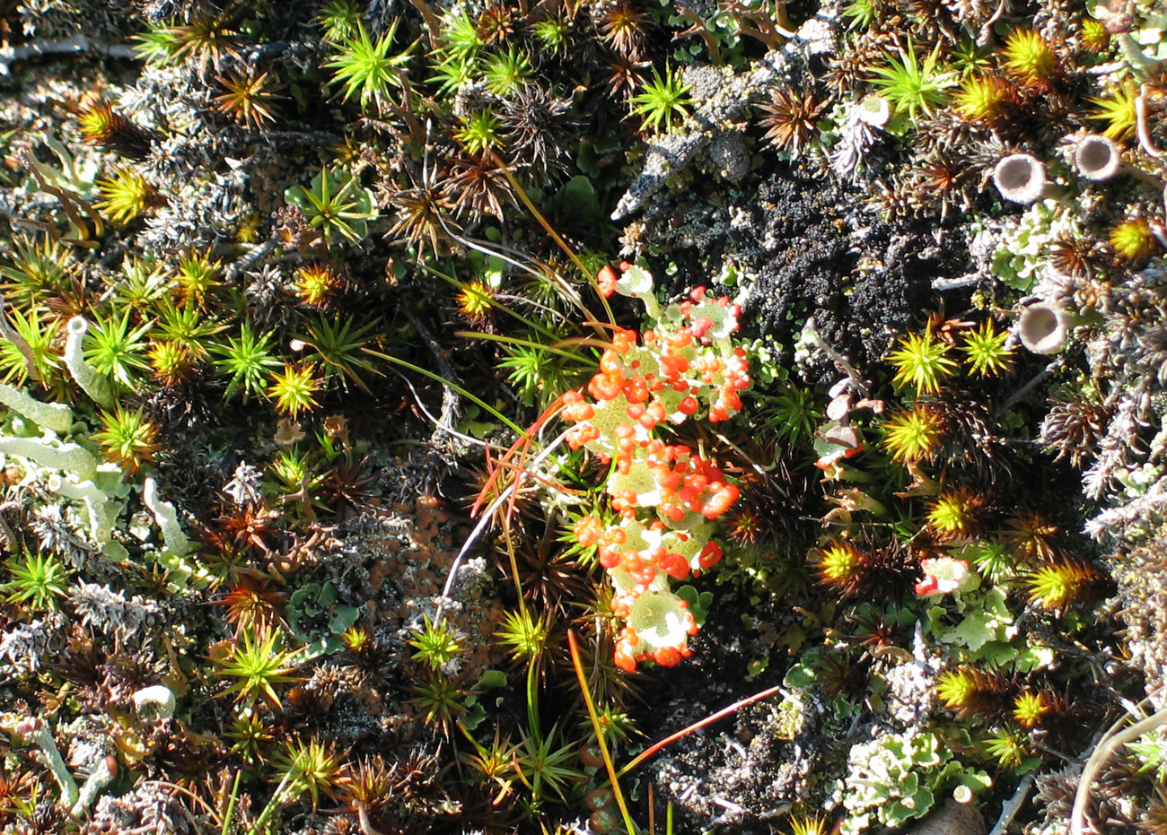 Изображение особи род Cladonia.