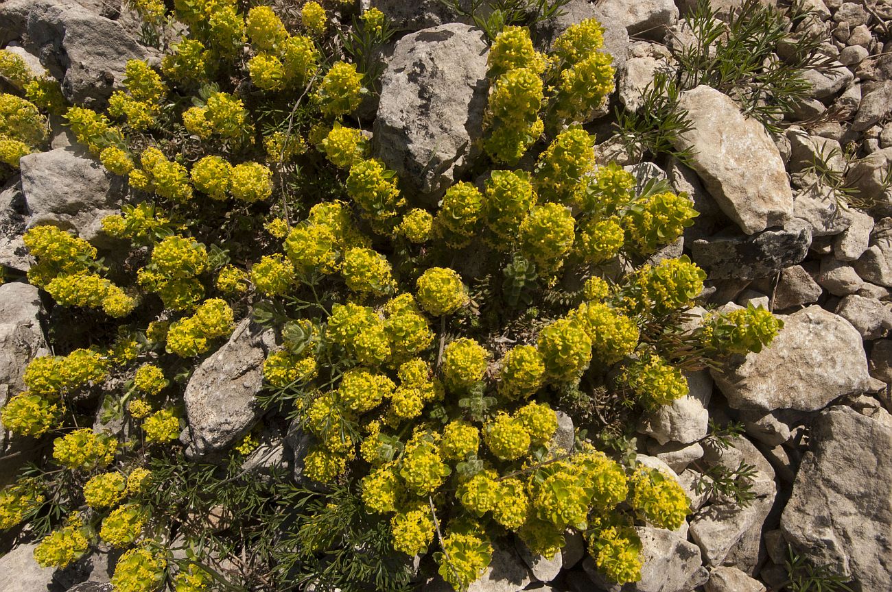 Изображение особи Cruciata taurica.