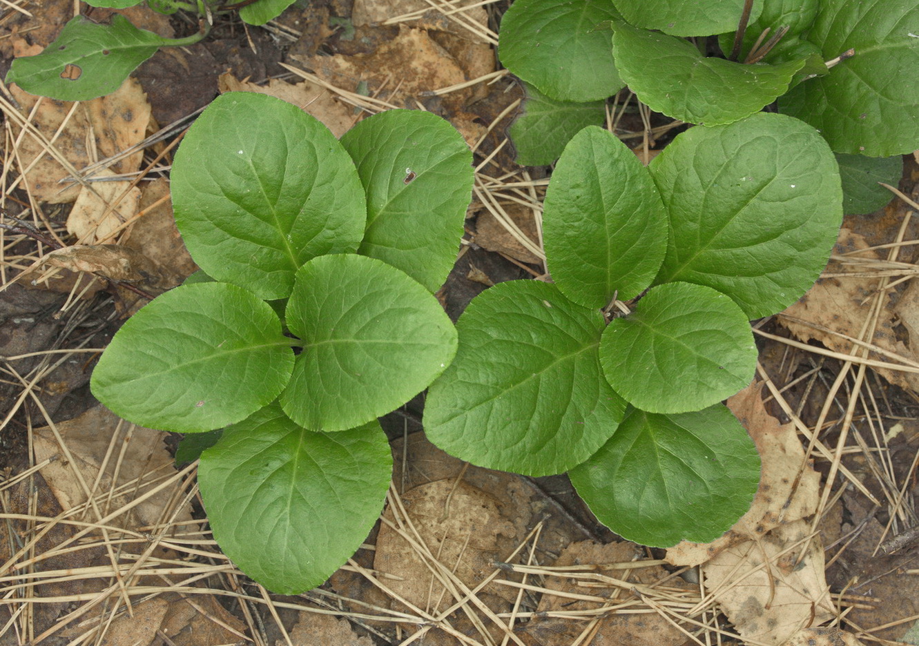 Image of Pyrola minor specimen.