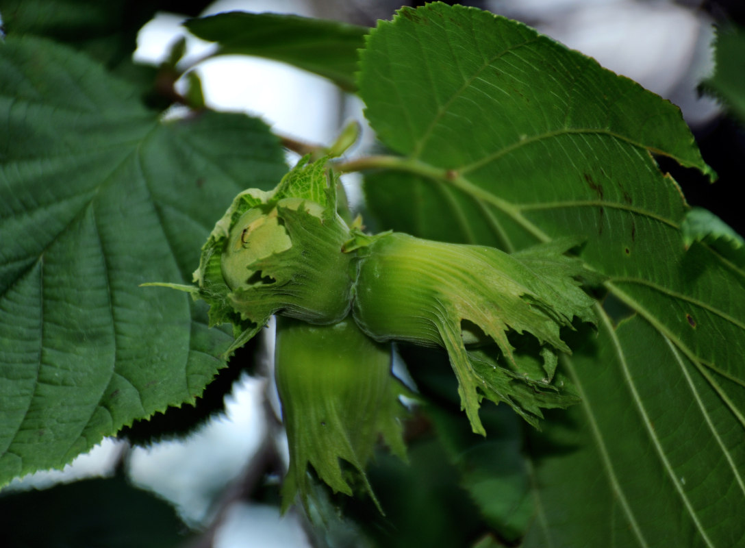 Image of Corylus avellana specimen.