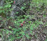 Lathyrus rotundifolius