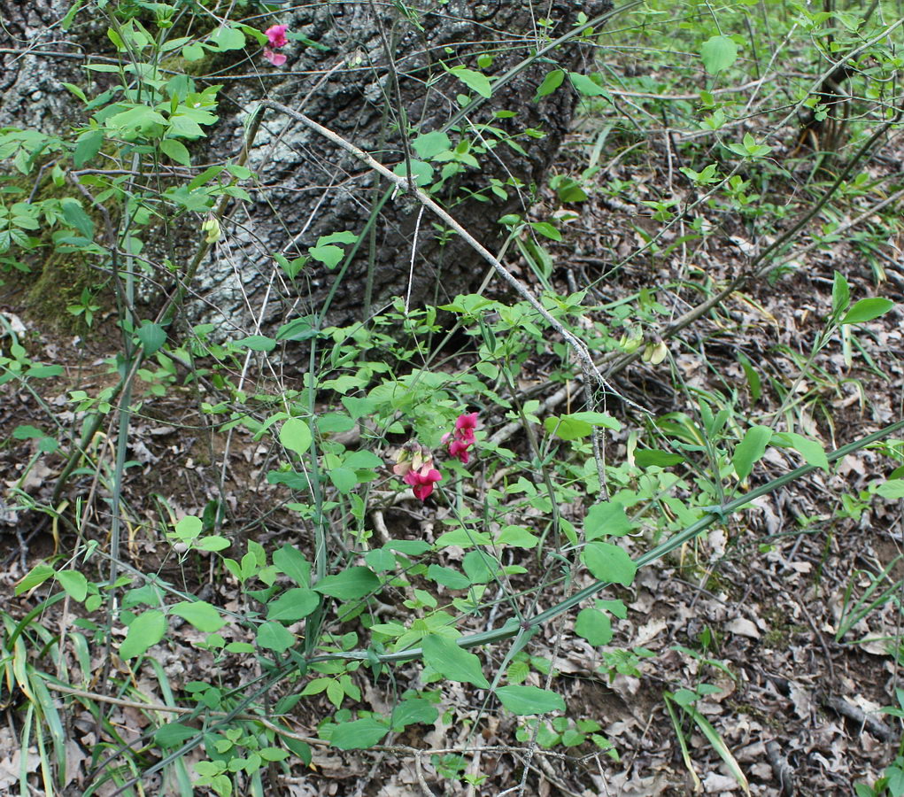 Изображение особи Lathyrus rotundifolius.