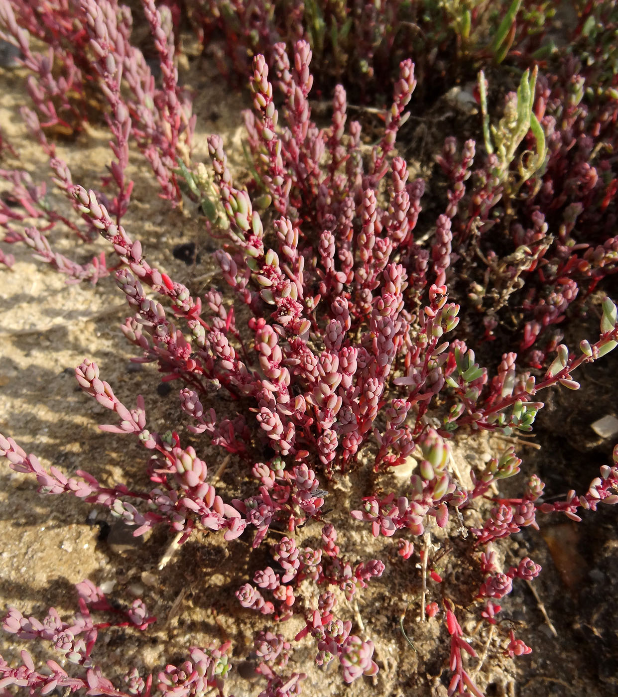 Image of Suaeda corniculata specimen.