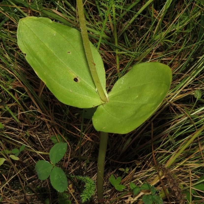 Image of Listera ovata specimen.