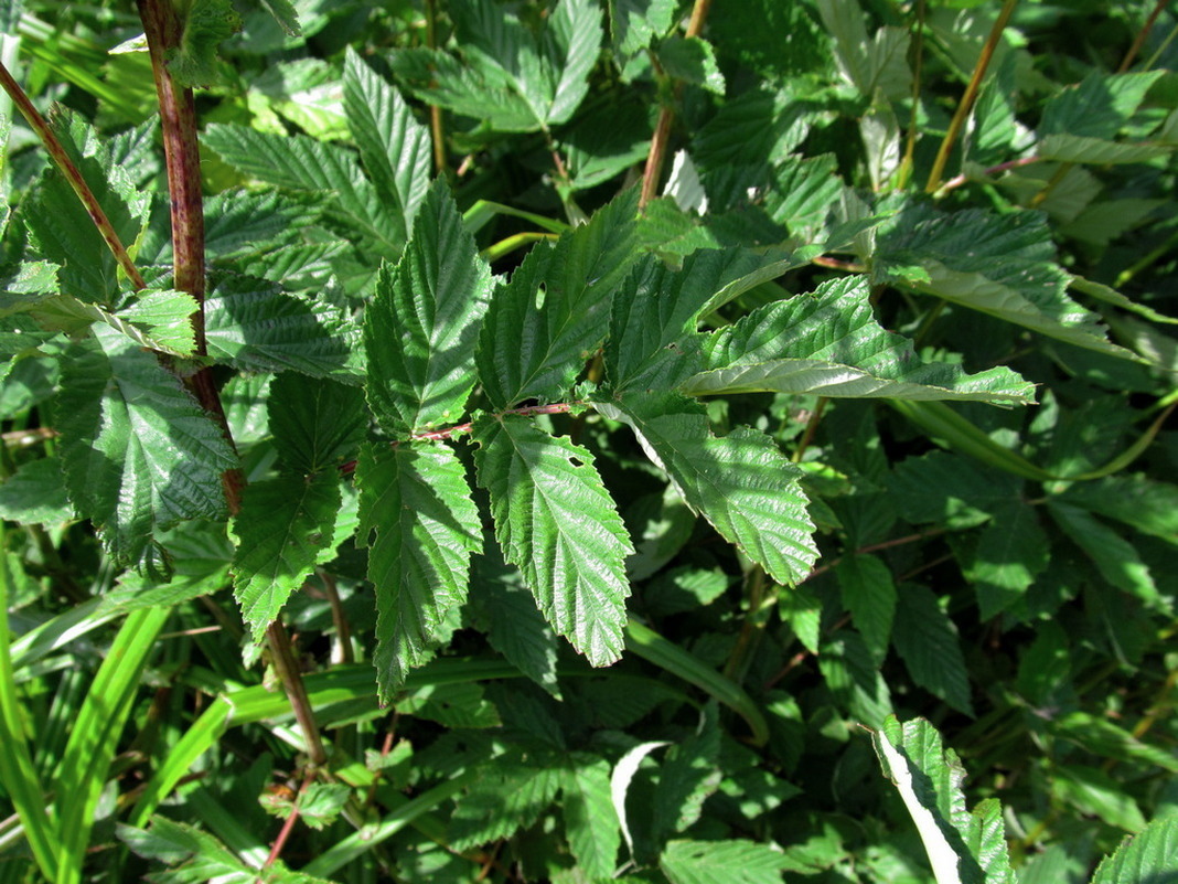 Image of Filipendula ulmaria specimen.