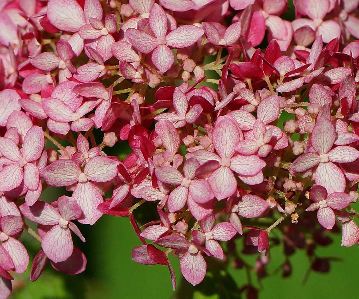 Изображение особи Hydrangea arborescens.