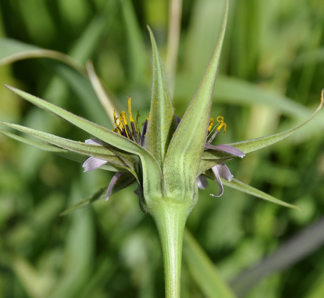 Image of Tragopogon australis specimen.