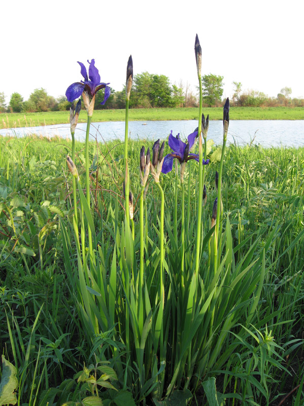 Image of Iris sibirica specimen.