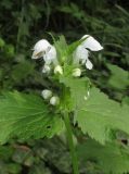 Lamium maculatum. Соцветие (гипохромная форма). Крым, Симферопольский р-н, окр. с. Кизиловое, на пологом берегу ручья, протекающего через дачный посёлок. 2 мая 2018 г.