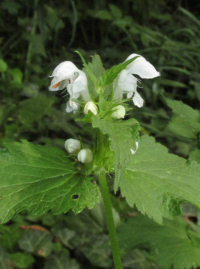 Image of Lamium maculatum specimen.