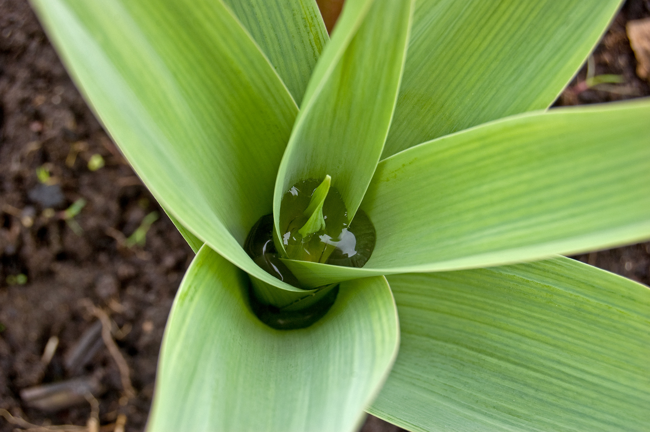 Изображение особи Allium aflatunense.