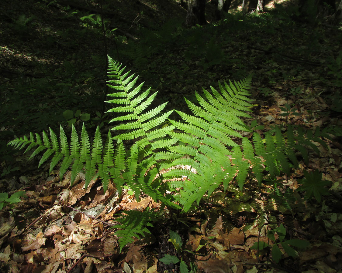 Image of Dryopteris filix-mas specimen.