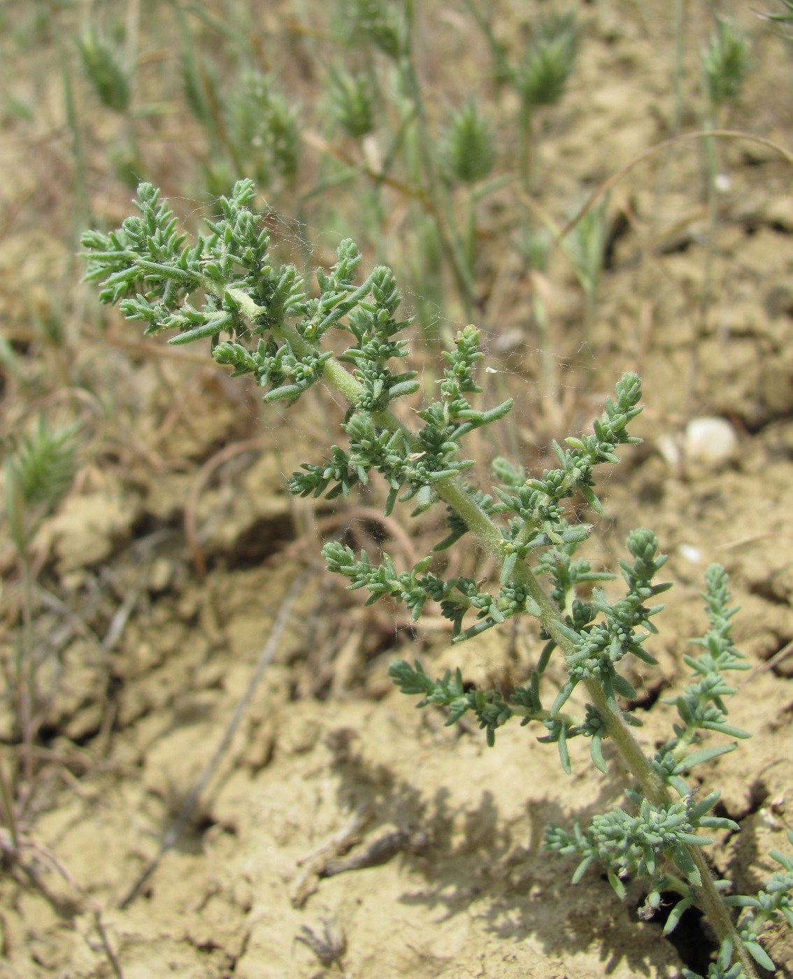 Изображение особи род Salsola.