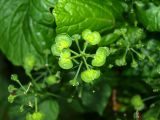 Pachyphragma macrophyllum. Верхушка соплодия с незрелыми плодами. Москва, Воробьёвы горы, Ботанический сад МГУ, в культуре. 06.06.2018.