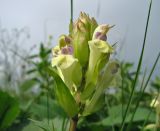 Scutellaria creticola