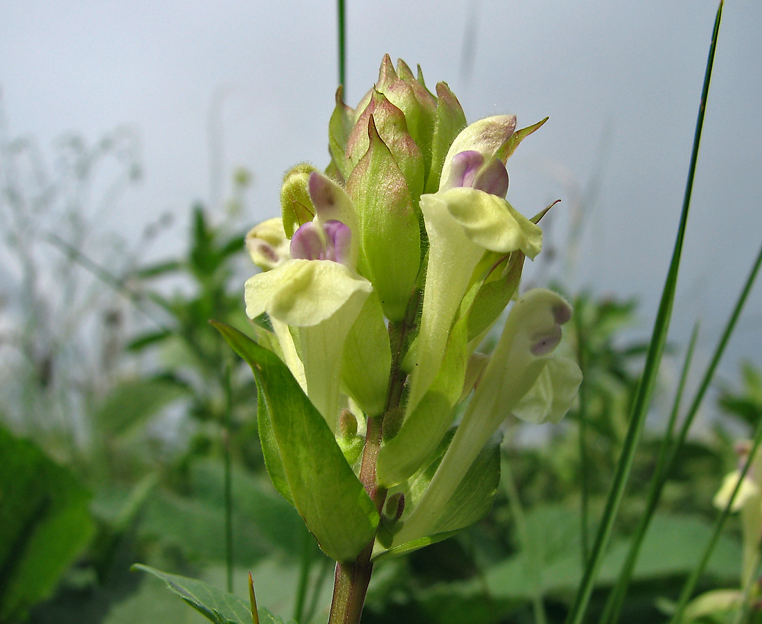 Image of Scutellaria creticola specimen.