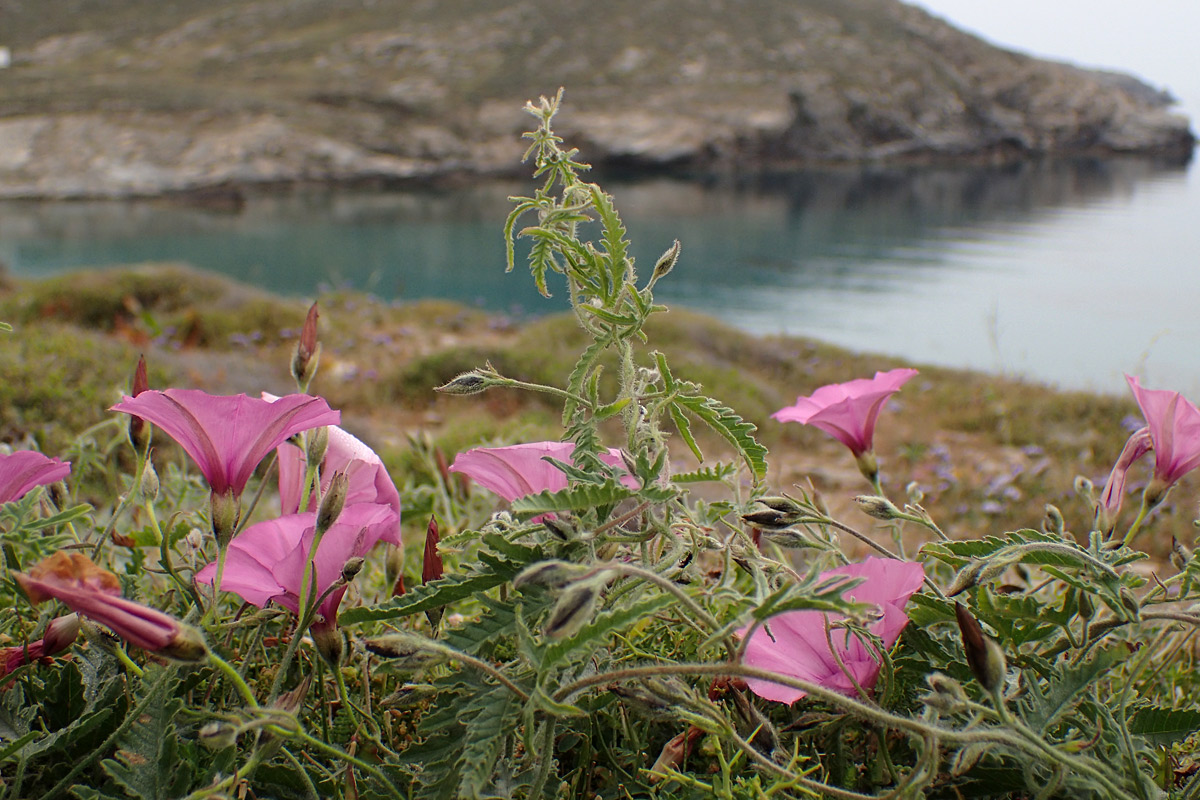 Image of Convolvulus althaeoides specimen.