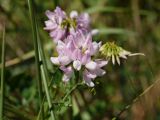 Securigera varia