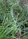 Epilobium tetragonum