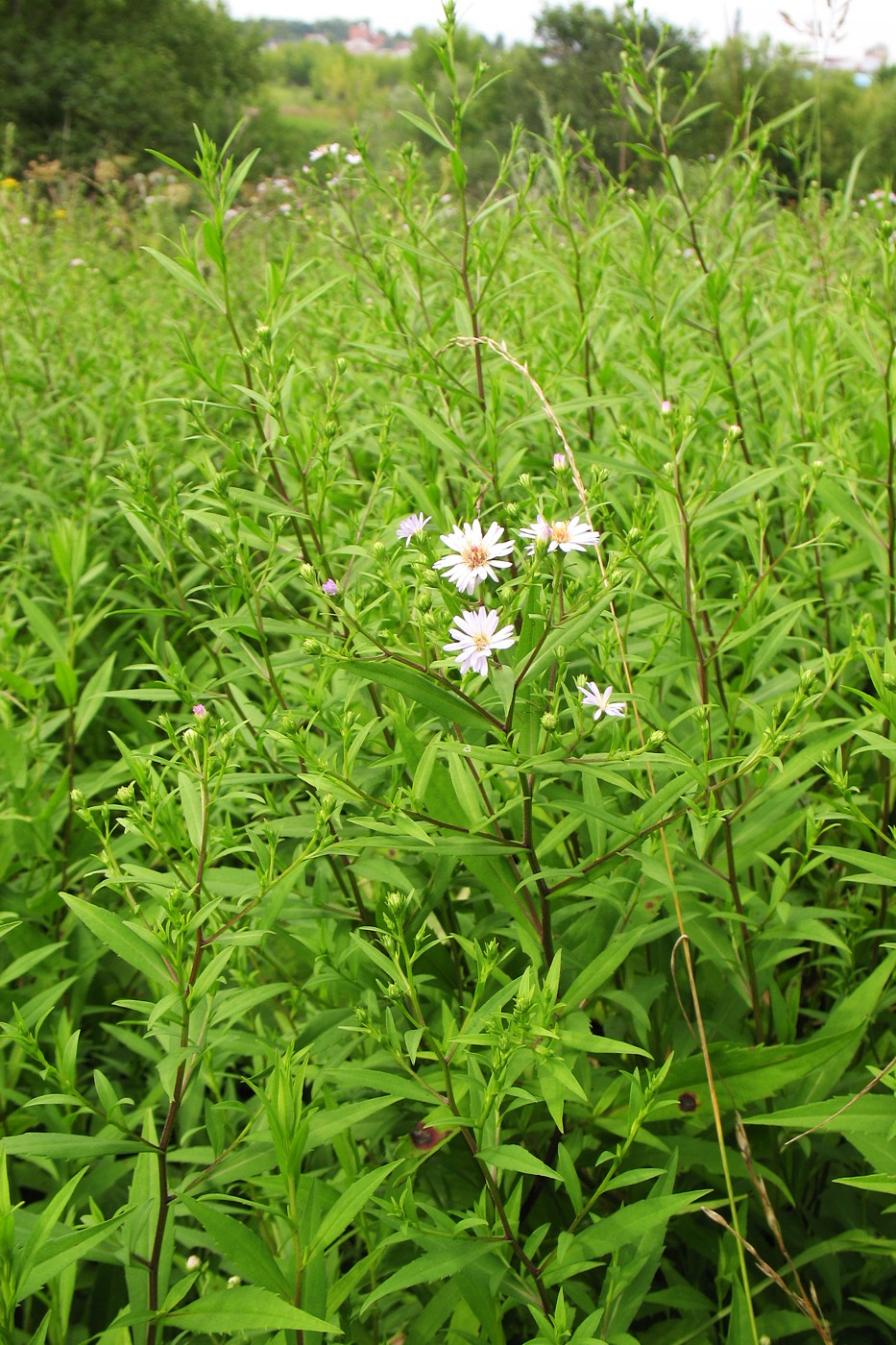 Изображение особи Symphyotrichum &times; salignum.