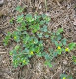 Medicago denticulata