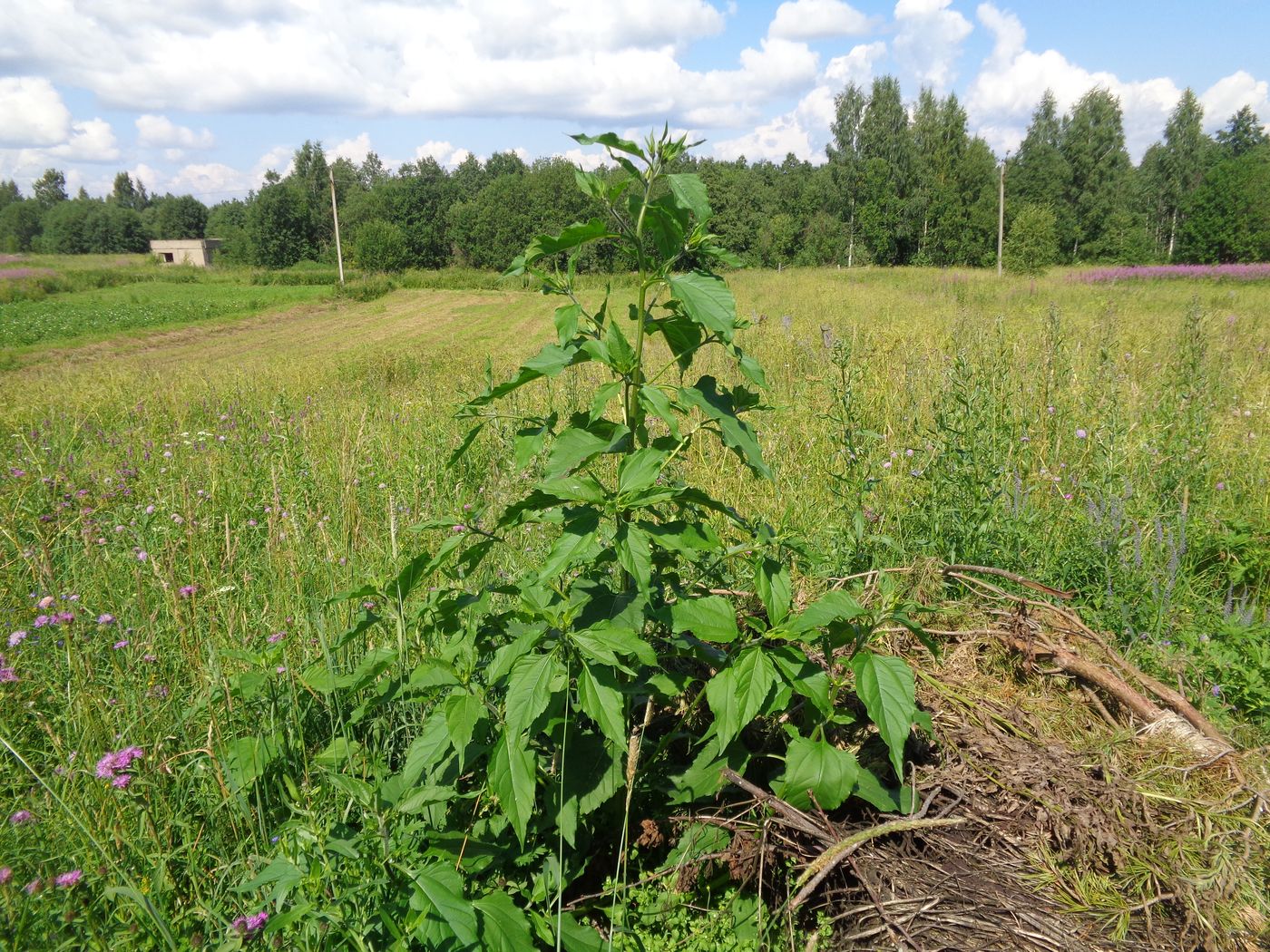 Изображение особи Helianthus tuberosus.