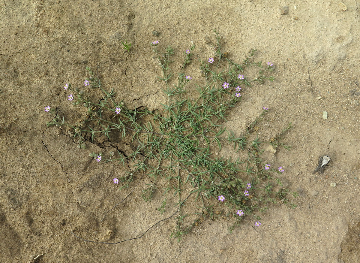 Image of Spergularia rubra specimen.