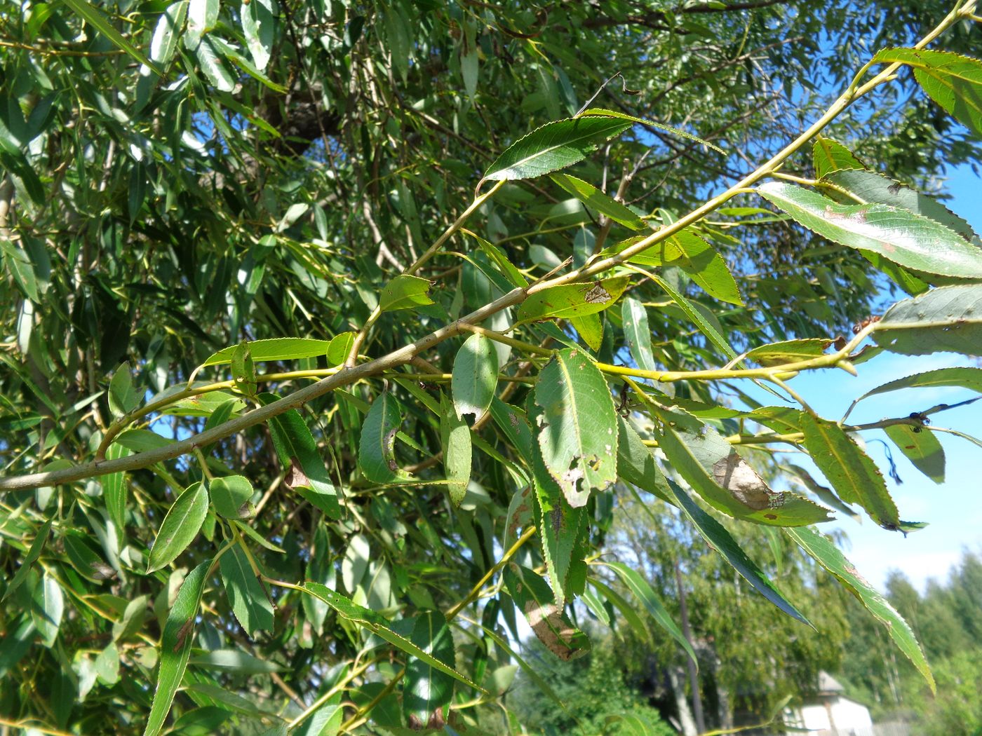 Image of Salix euxina specimen.