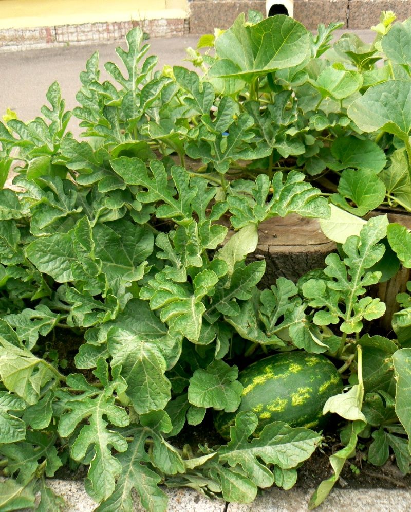 Image of Citrullus lanatus specimen.