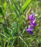 Lathyrus pilosus. Часть цветущего побега. Магаданская обл., окр. г. Магадан, ост. \"Аммональная\", долина р. Балахапчан, разнотравная поляна. 16.07.2018.