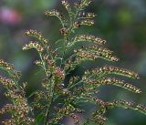 Solidago canadensis