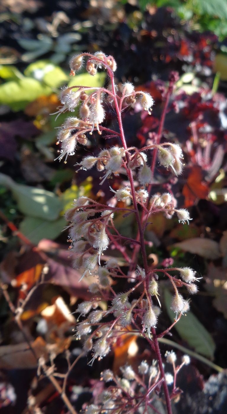 Image of Heuchera × hybrida specimen.