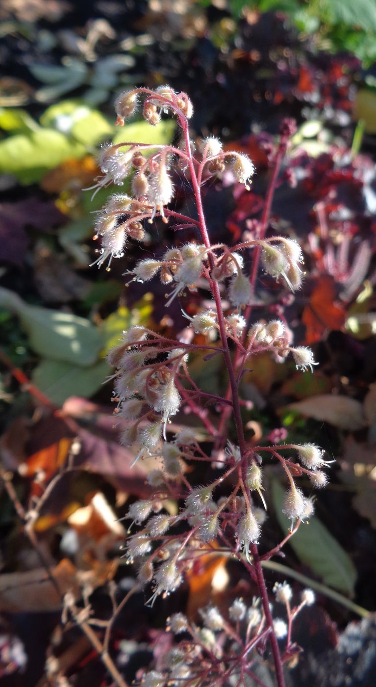 Image of Heuchera &times; hybrida specimen.