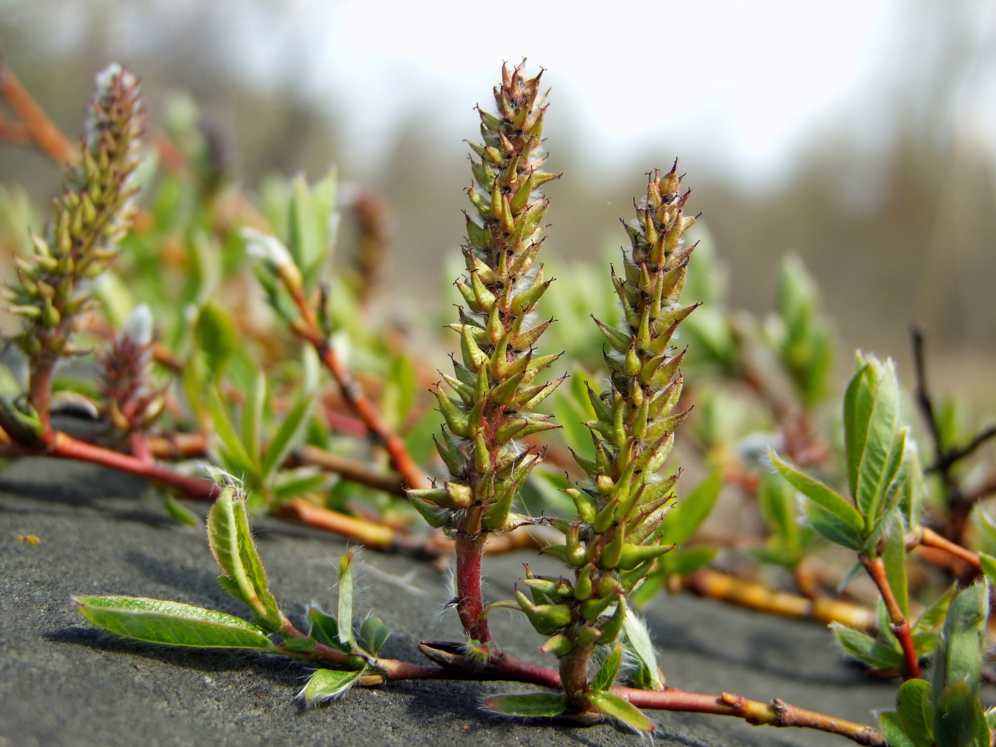 Изображение особи Salix saxatilis.