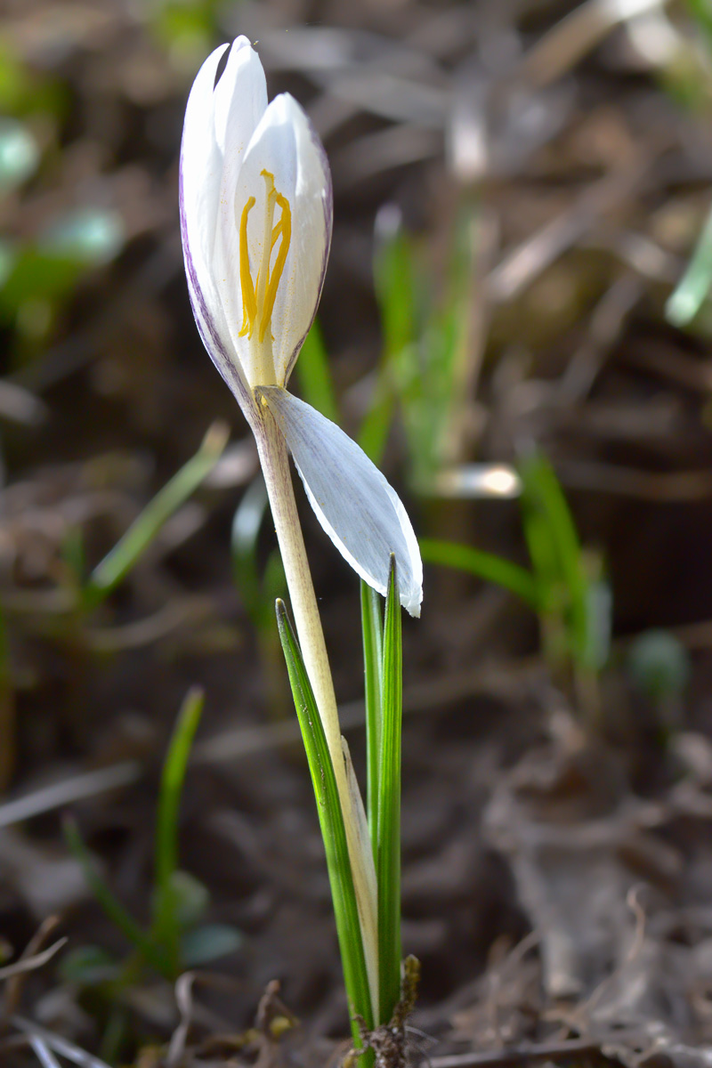 Изображение особи Crocus alatavicus.