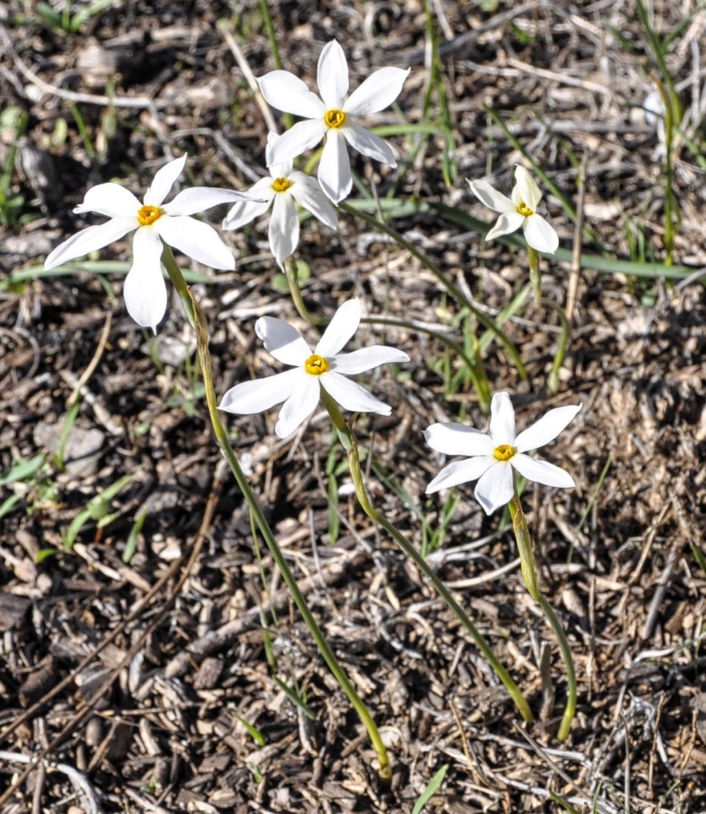 Изображение особи Narcissus obsoletus.