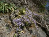 Campanula mirabilis