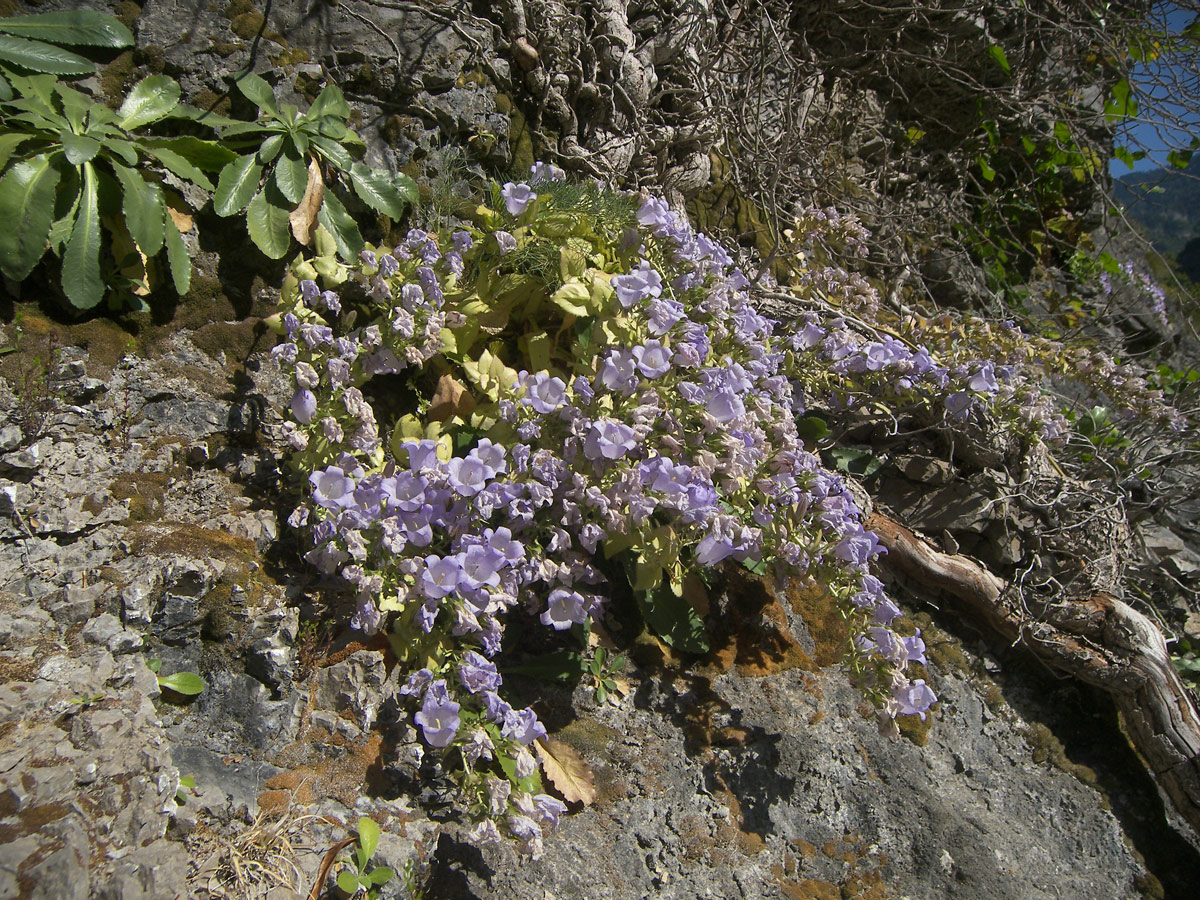 Image of Campanula mirabilis specimen.