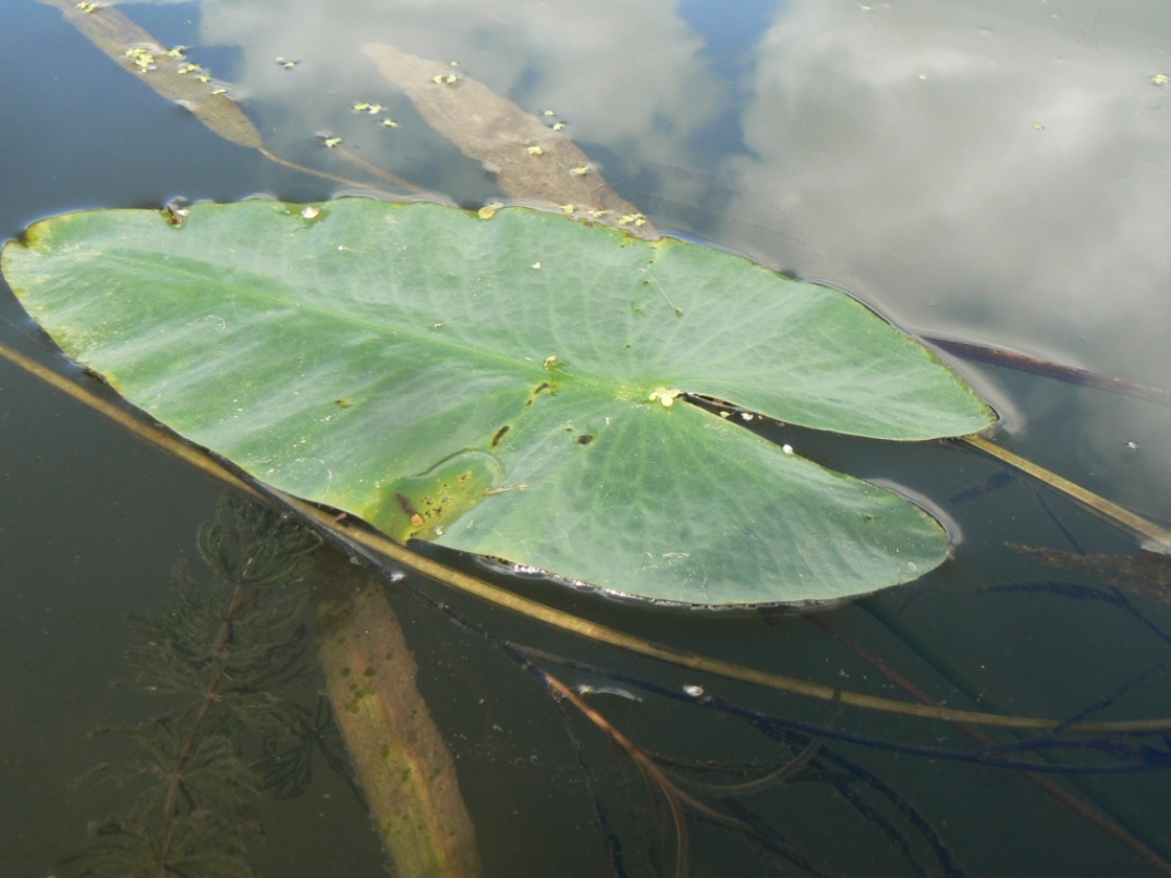 Изображение особи Nuphar japonica.