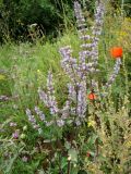 genus Nepeta
