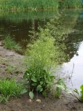 Alisma plantago-aquatica. Цветущее и плодоносящее растение. Московская обл., Раменский р-н, пос. Ильинский, обсохший берег Ильинского пруда. 25.07.2018.