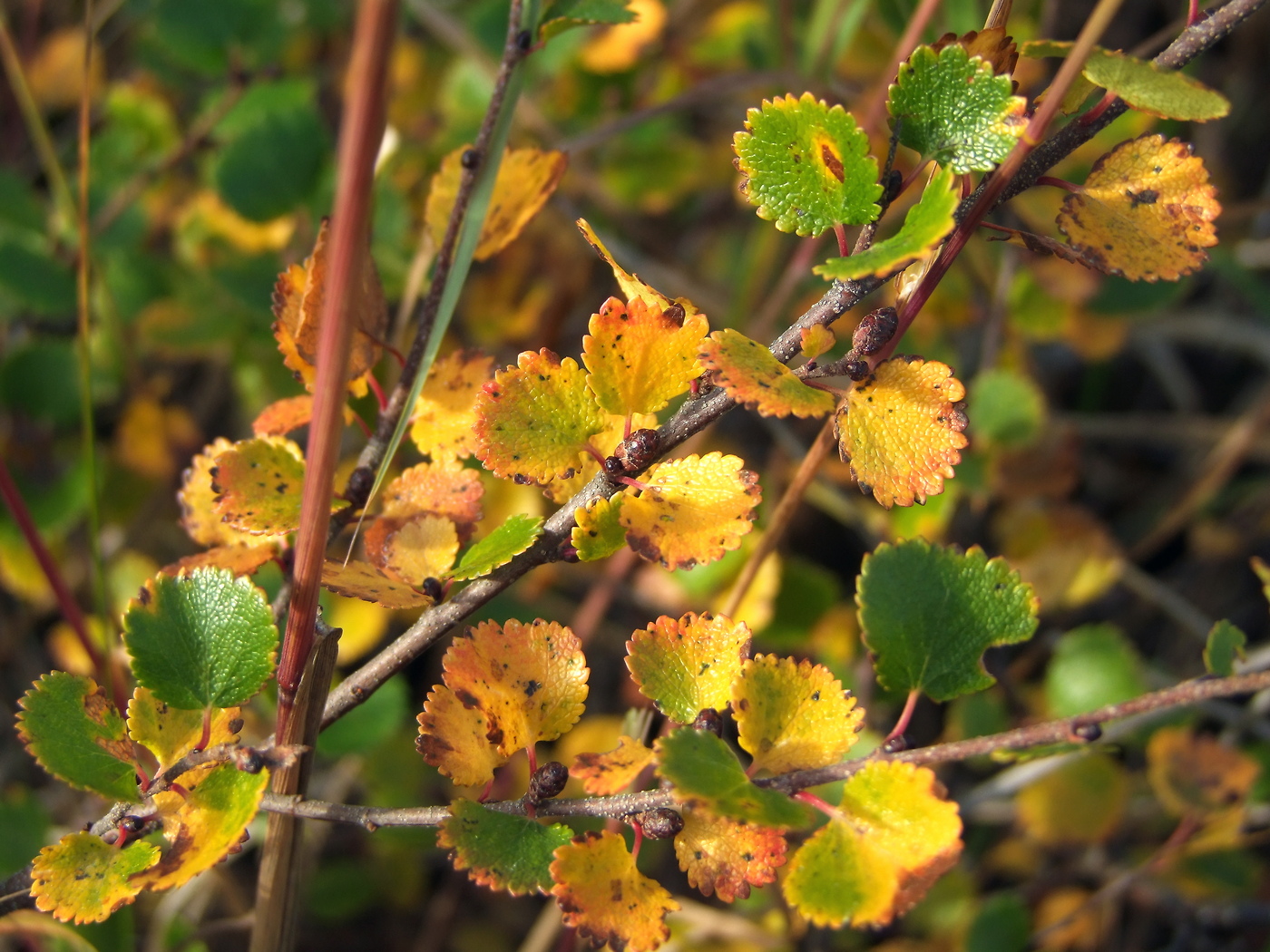 Изображение особи Betula exilis.