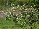 Malus prunifolia. Верхушки цветущих ветвей. Казахстан, Восточно-Казахстанская обл., г. Усть-Каменогорск, Архитектурно-ландшафтный музей-заповедник, в культуре. 20.05.2018.