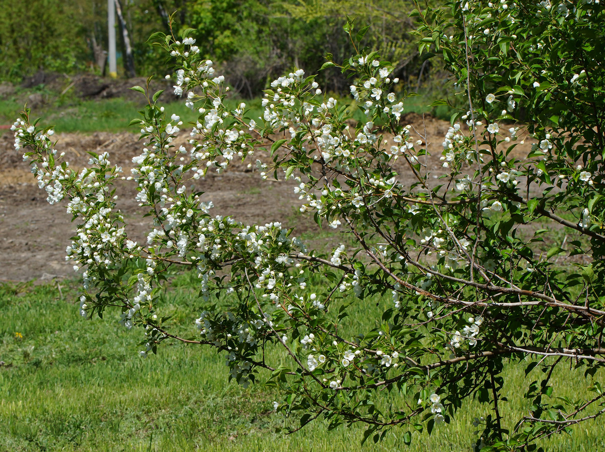 Image of Malus prunifolia specimen.